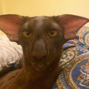 Meet your Posher, Eliana